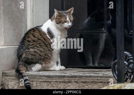 Chief Mouser an Kabinettsbüro Larry, die Katze gähnt vor der Tür nach Nr. 10, Downing Street, London. Stockfoto