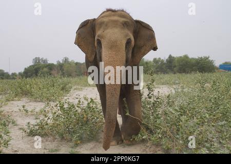 Ein majestätischer Elefant auf einer sandigen Ebene, umgeben von Laub und Bäumen Stockfoto