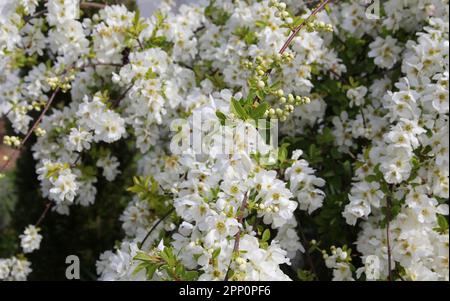 Exochorda x Macrantha "die Braut" in Blüte im Frühling Stockfoto