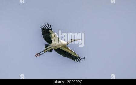 Ein einzelner Waldstorch fliegt in den Wakodahatchee Wetlands in Delray Beach, Florida, USA Stockfoto