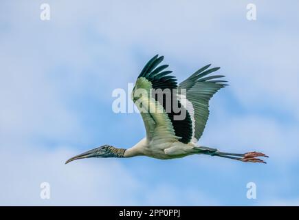 Ein einzelner Waldstorch fliegt in den Wakodahatchee Wetlands in Delray Beach, Florida, USA Stockfoto