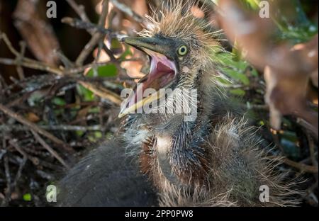 Baby-Waldstorchen in den Wakodahatchee Wetlands in Delray Beach, Florida, USA Stockfoto