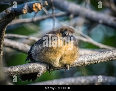 Grackle mit Bootsschwänzen in den Wakodahatchee Wetlands in Delray Beach, Florida, USA Stockfoto