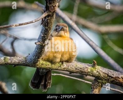 Grackle mit Bootsschwänzen in den Wakodahatchee Wetlands in Delray Beach, Florida, USA Stockfoto