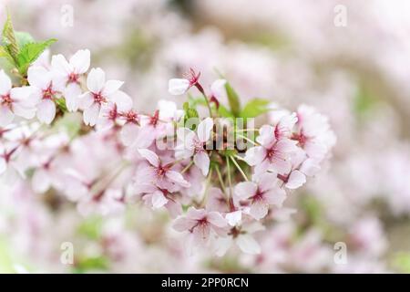 Geringe Feldtiefe auf einem blühenden Zweig japanischer Kirsche oder Sakura Prunus nipponica Miyabe M.Hiroe Brilliant während der Blüte im April. Stockfoto