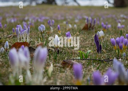 Crocus-Blumen in einer Frühlingslade, lila, weiß. Stockfoto