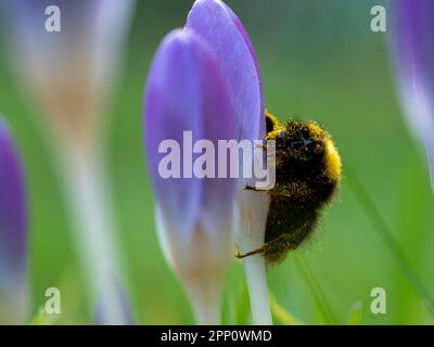 Hummel auf der Suche nach Pollen auf einer violetten Krokusblume Stockfoto