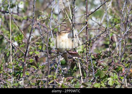 Sedge Warbler, Acrocephalus schoenobaenus, männlicher Vogel, der im Frühling oder April im Schwarzdornbusch hoch oben in England, Großbritannien, lebte Stockfoto