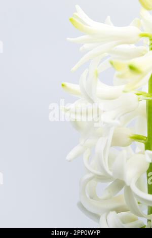 Hyazinthen-Blume. Nahaufnahme weißer Hyazinthen-Blüten auf hellem Hintergrund Stockfoto