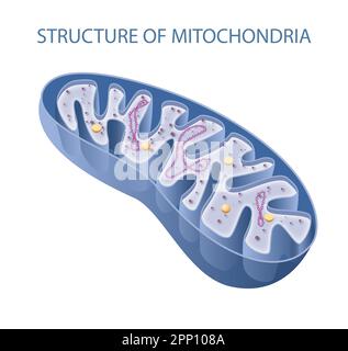 Komponenten eines typischen Mitochondrions Stockfoto