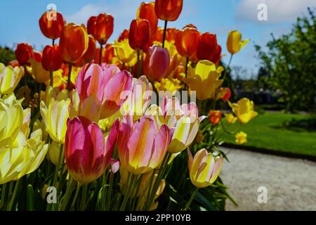 Wunderschöne, farbenfrohe Tulpen mit detailreichen Blütenblättern werden in perfekter Klarheit aufgenommen, und der weiche Fokus des Hintergrunds trägt zur Wirkung bei Stockfoto