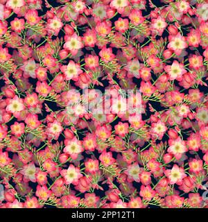 Rote Silhouetten aus Freesia-Blumen, schöner Strauß auf pinkfarbenem Hintergrund, nahtloses Muster, Aquarell. Stockfoto