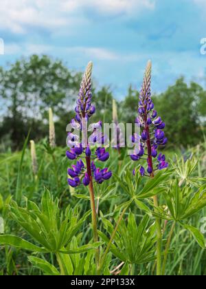 Blühende violette Lupinen - Lupinus polyphyllus Futterpflanzen, die im Frühlingsgarten wachsen. Violette Fliederblüte mit grünen Blättern auf der Wiese. Postkarte, Stockfoto