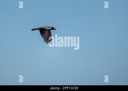 Die Krähe mit Kapuze fliegt tagsüber am blauen Himmel Stockfoto