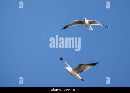 Zwei Möwen fliegen tagsüber am blauen Himmel Stockfoto