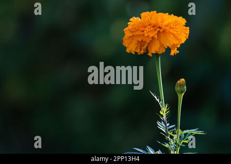 An einem Sommertag wächst in einem Garten eine leuchtende Blume, Nahaufnahmen mit selektivem Weichzeichner. Tagetes, eine Gattung von jährlich oder ganzjährig, meist krautartig Stockfoto