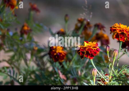 An einem Sommertag wachsen im Garten helle Blumen, Nahaufnahmen mit selektivem Weichzeichner. French Marigold Red Cherry, Tagetes Patula Stockfoto