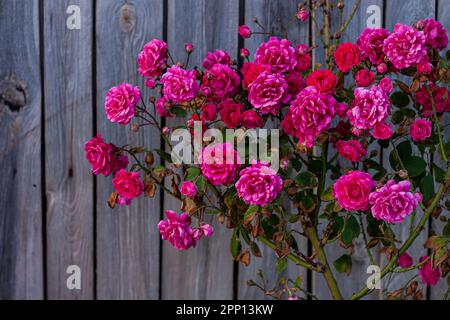 Rosa Rosenbüsche auf altem Holzzaunhintergrund. Wunderschöne dunkle und stimmungsvolle SommerKulisse im Frühling. Niedriger Kopierbereich für Farb-Natur-Banner. Rosige Blumen Stockfoto
