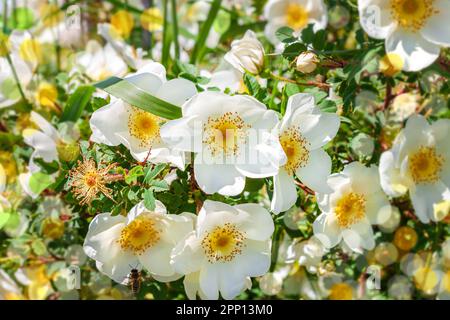 Weiße Rosehip-Blüten eines Busches an einem sonnigen Tag mit verschwommenem Bokeh-Hintergrund. Wilde, dogrose grüne Blätter. Grußkarte Text im Textbereich.gesunde Getränke, Stockfoto