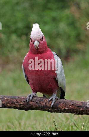 GALAH (Eolophus roseicapilla albiceps), Erwachsener, hoch oben auf dem gefallenen Ast südöstlich von Queensland, Australien. März Stockfoto