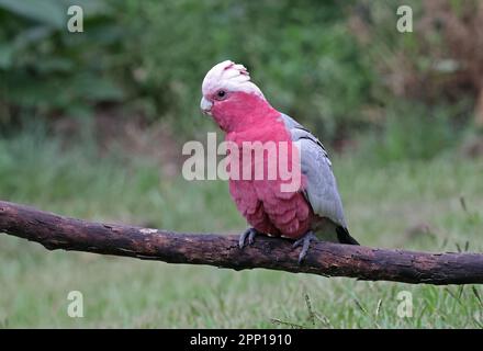 GALAH (Eolophus roseicapilla albiceps), Erwachsener, hoch oben auf dem gefallenen Ast südöstlich von Queensland, Australien. März Stockfoto