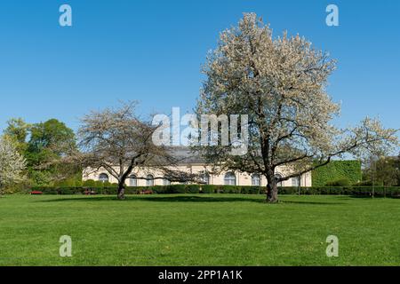 Kirschbaum mit weißen Blüten in voller Blüte - Parc de Sceaux, Frankreich Stockfoto