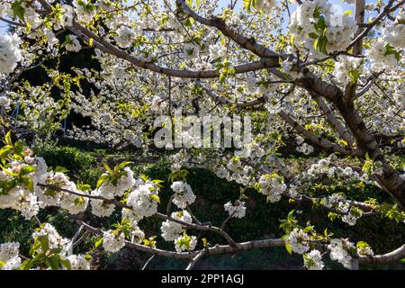 Kirschblüten im Jerte-Tal, Cáceres, Spanien Stockfoto