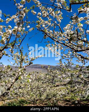 Kirschblüten im Jerte-Tal, Cáceres, Spanien Stockfoto