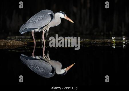 Graureiher (Ardea cinerea) bei Nacht jagen Stockfoto