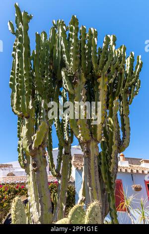 Nahaufnahme einer großen Kaktuspflanze aus Kandelabra (Euphorbia candelabrum). Stockfoto