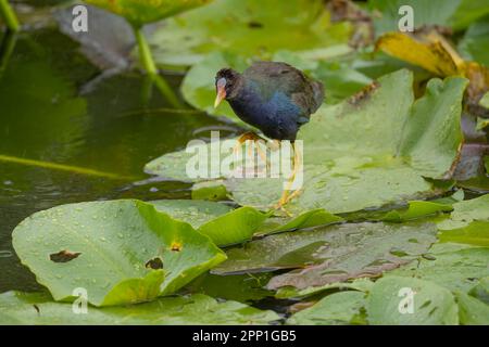 Lila Gallinule auf Lily Pads Stockfoto