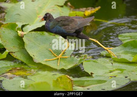 Lila Gallinule auf Lily Pads Stockfoto