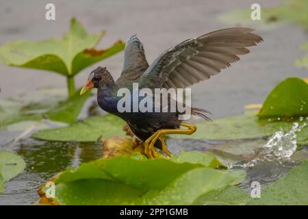 Lila Gallinule auf Lily Pads Stockfoto