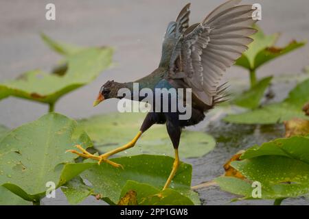 Lila Gallinule auf Lily Pads Stockfoto