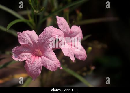 Nahaufnahme von rosa Blumen im Sonnenlicht Stockfoto