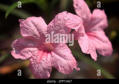 Nahaufnahme von rosa Blumen im Sonnenlicht Stockfoto