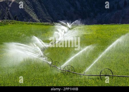 Radlinie Sprinkler Bewässerung eines Feldes und Wiese auf Grünes Ackerland Stockfoto