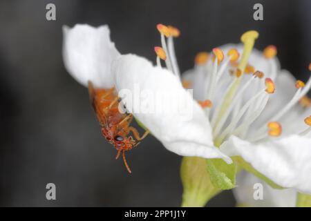 Pflaumensägefliege (Hoplocampa flava) auf Pflaumenblüten. Larven in unreifen Früchten. Ein wichtiger Schädling von Pflaumen, der erhebliche Schäden verursacht. Stockfoto