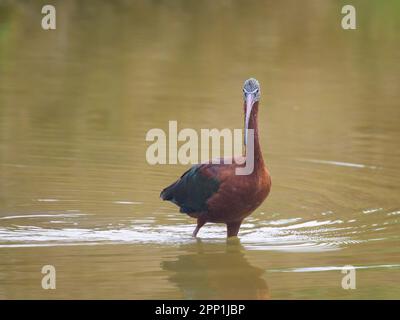 Ein glänzendes Ibis auf der Suche nach Essen im Wasser, sonniger Tag im Frühling in der Camargue (Provence, Frankreich) Stockfoto