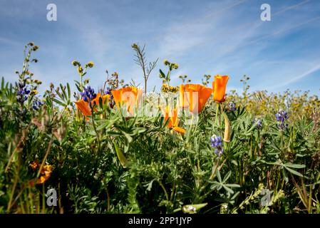 Nahaufnahme von kalifornischem Mohn und gemischten Frühlingswildblumen mit blauem Himmel während der Frühlingsblüte im Antelope Valley, Lancaster, Kalifornien. Stockfoto