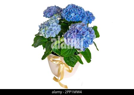 Wunderschöne, lebendige, blaue, isolierte Hortensia-Hydrangea-Blume. Stockfoto