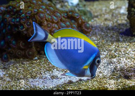 Acanthurus leucosternon - Pulverblau im Riffaquarium. Stockfoto