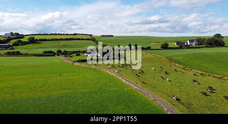 Eine Kuhherde auf einer eingezäunten grünen Weide in Irland, Draufsicht. Irischer Bio-Bauernhof. Vieh grast auf einem Grasfeld, Landschaft. Tierhaltung. Grün Stockfoto