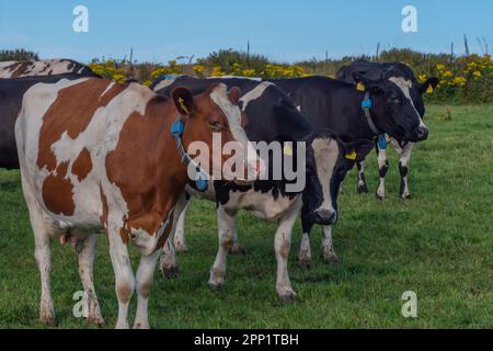 Eine geisterlose Kühe auf der grünen Weide einer irischen Viehzucht an einem Sommerabend. Schwarze und braune Kühe auf grünem Grasfeld Stockfoto