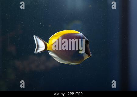 Acanthurus leucosternon - Pulverblau im Riffaquarium schwimmen. Stockfoto