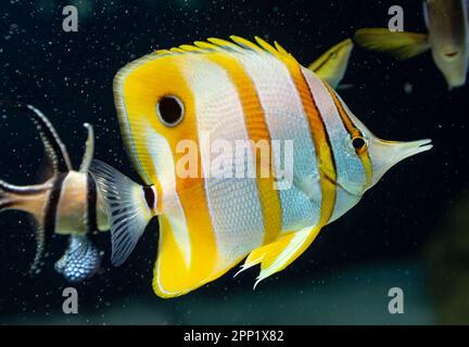Schmetterlingsfische im Korallenriff Aquarium Chelmon rostratus Copperband. Stockfoto