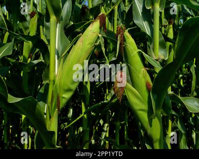 Maisfeld-Einheit. Eine Nahaufnahme von Maiswürfeln auf dem Stiel. Frisches, grünes, üppiges Laub. Frische-Konzept. Hintergrund und Hintergrund. Zea mays. Stockfoto