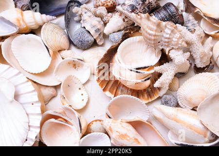 Background or texture of different seashells close up Stockfoto