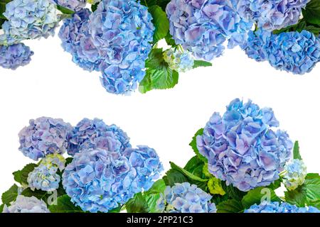 Wunderschöner, lebendiger blauer, isolierter Hortensia-Hortensien-Blumenrahmen. Stockfoto