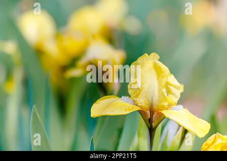 Gelbe Irisblüte in voller Blüte mit einem wunderschönen Hintergrund mit anderen bunten Blumen. Stockfoto